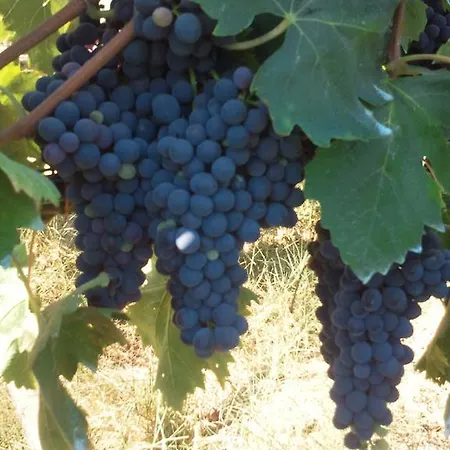 La Giuiaia - Agriturismo Azienda Agricola * Ravigliano