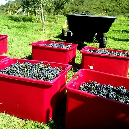La Giuiaia - Agriturismo Azienda Agricola * Ravigliano