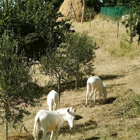 La Giuiaia - Agriturismo Azienda Agricola ファームステイ